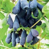 Ленинградский великан_0x160 Любимый сад